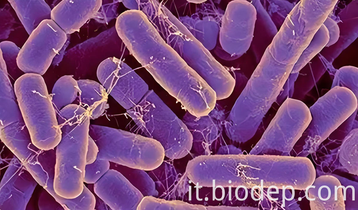 lactobacillus buchneri6